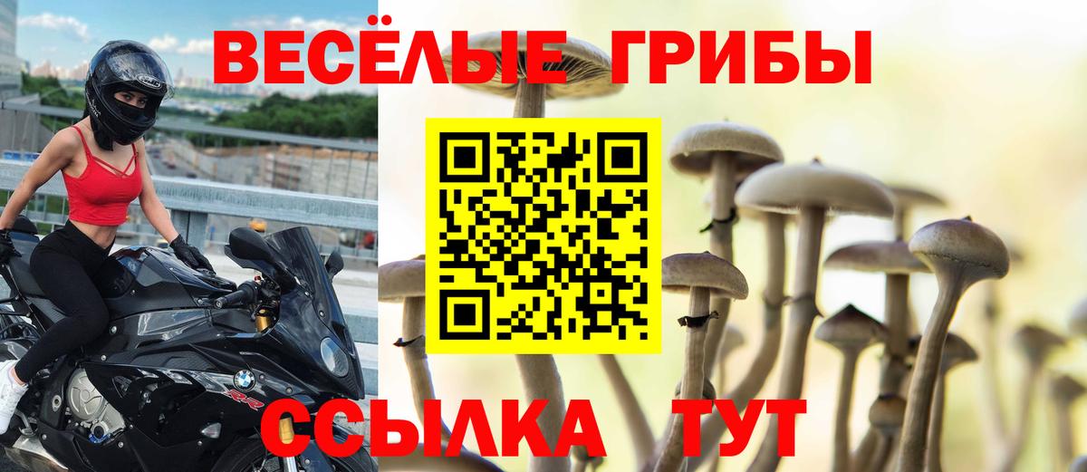Псилоцибиновые грибы Psilocybe Киселёвск